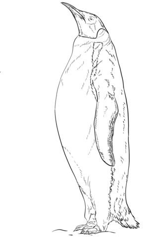 Emperor Penguin Coloring Page